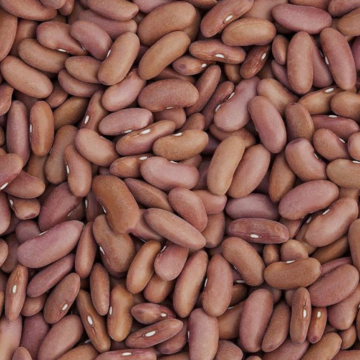 Kidney Beans 