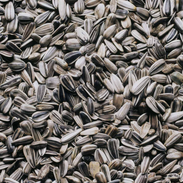 Sunflower Seeds 